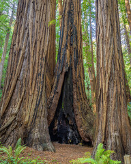 redwood trio