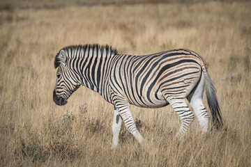 Zebra walking in savanna grass in Etosha