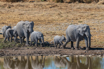 Elephant family at a waterhole in Etosha