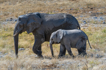 Femal elephant and her baby cub walking together