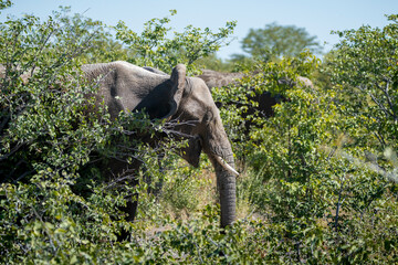 Head of an elephant walking in the bush