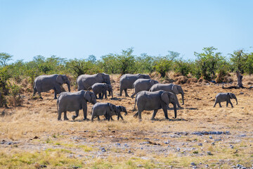 Elephant herd walking through the bushes