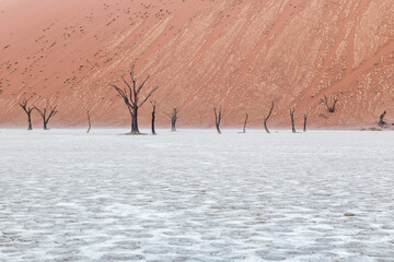 Deadvlei's dried trees in front of red dune