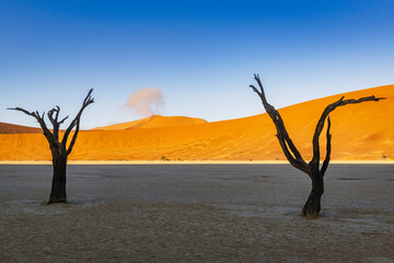 Famous dead tree, orange dune and a cloud in Deadvlei