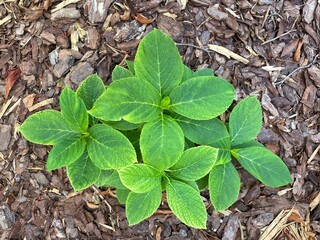 green leaves on the ground