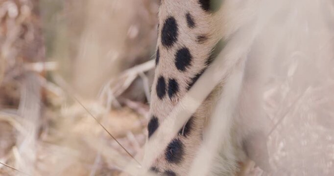 Extreme close up of Cheetah (Acinonyx jubatus) front legs with dew claw under shade on hot sunny day in Savannah grassland in Kenya