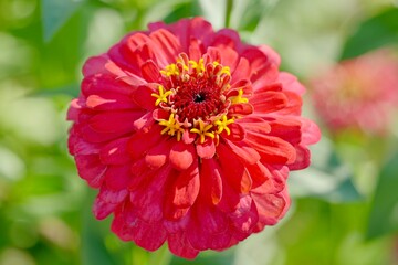 red dahlia flower in garden