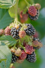 blackberries in a garden