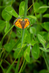 Close-up of Small Copper Butterfly on Green Leaf in Korea