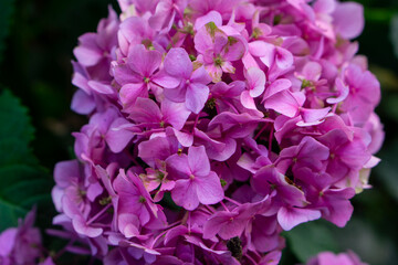 pink hydrangea flowers
