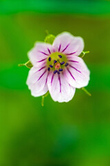 Obraz premium Close-up of a Delicate Pink Wildflower in Bloom