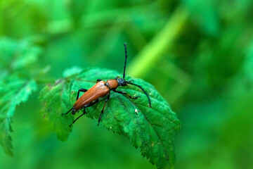 Longhorn Beetle on Green Leaf Macro Close-Up