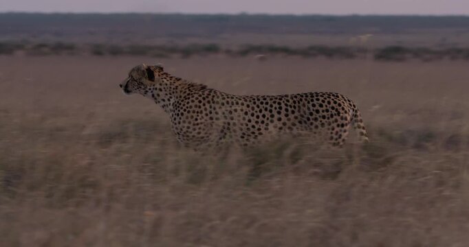 Wide pan of a Cheetah (Acinonyx jubatus) running through tall dry grass in the savannah grassland at midday in Kenya