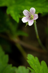 Delicate Wild Geranium Blossom with Pink Veins in Korean Nature