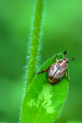 Macro Shot of a Beetle on Green Leaf in Korea