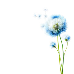 Fototapeta premium A cluster of light blue dandelion seed heads, stems, and delicate blossoms against a stark black backdrop