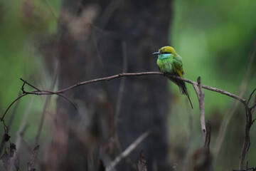 bee eater