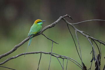 bee eater