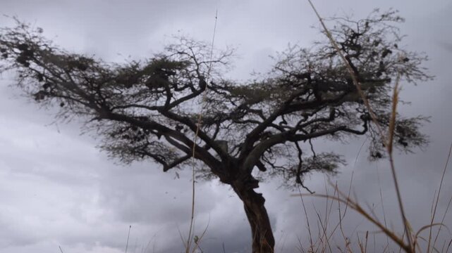 Wide low angle of Alate termites (Macrotermes michaelseni) flying under an Apple ringed acacia (Faidherbia albida) in the savanna at kenya