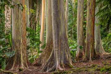rainbow eucalyptus gathering