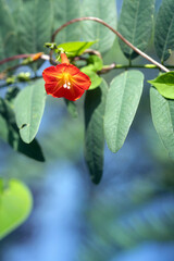 Red Morning Glory Flower in Summer Light, Ipomoea coccinea Close-up