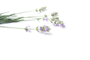 Blooming lavender twigs
