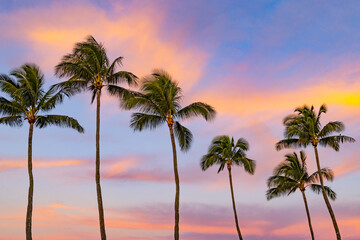 Obraz premium colorful sky with palms