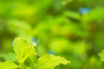 夏の山　草むらに露草の輝き02