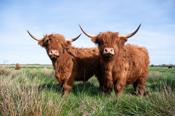 Galloway Kühe auf Wiese