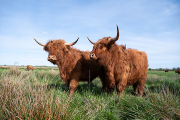 Galloway K&uuml;he auf Wiese