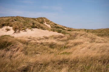 Dünen mit blauem Himmel - Nordsee