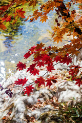 Red and Yellow Maple Leaves Overlooking a Sparkling Stream in Autumn