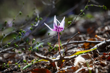 Delicate Erythronium japonicum Flowers Blooming in Early Spring Forest