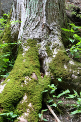 Base of a moss covered tree trunk and roots.