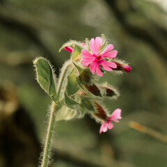 flower bottom 