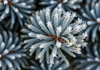 Frosty Evergreen Needles with Delicate Snowflakes Close Up Macro Photography