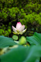 Fototapeta premium Pink-Tipped White Lotus Bud Surrounded by Green Leaves