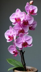 Obraz premium Delicate orchid branch with full bloom flowers in a vase, stems, petals