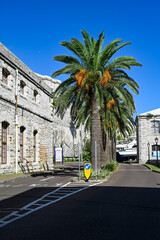 palm trees in Hamilton Bermuda