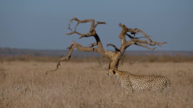 Wide gimbal parallax of Cheetah (Acinonyx jubatus) standing scanning grassland savannah with dead tree in background in morning in Kenya