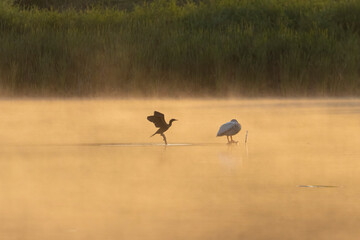 Pelican and Cormorant