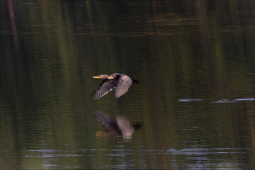 Double Crested Cormorant in Flight