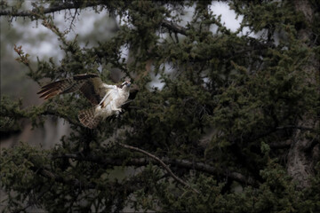 Osprey