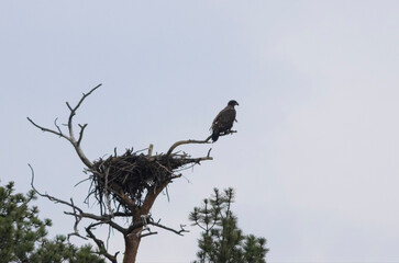 Juvenile Bald Eagle