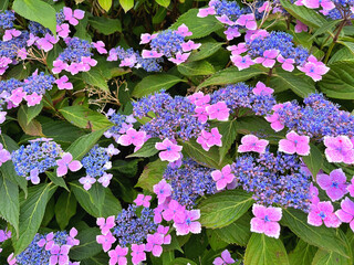 A closeup of purple lacecap hydrangea flowers