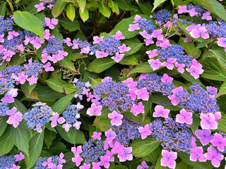 A closeup of purple lacecap hydrangea flowers