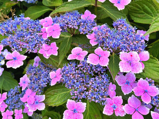 A closeup of purple lacecap hydrangea flowers