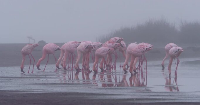 Wide pan of a flamboyance of Lesser Flamingo (Phoeniconaias minor) foraging in shallow misty lake at daytime in Kenya