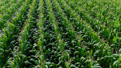 Lush green cornfield with rows of tall corn plants under blue sky.