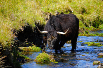 Highland Cattle, Highlandrinder